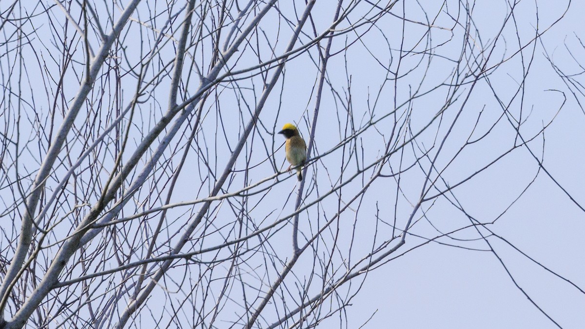 Baya Weaver - Ernest Tong