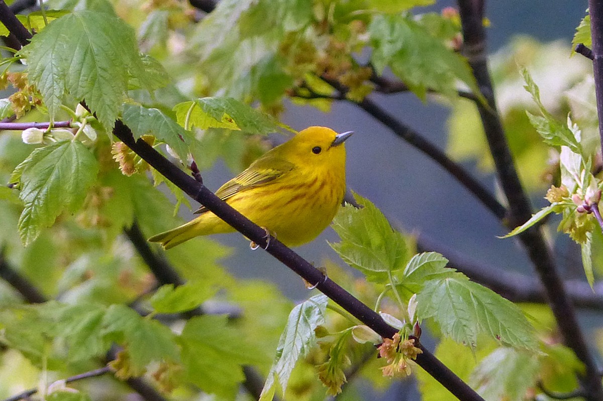 Yellow Warbler - ML457106071