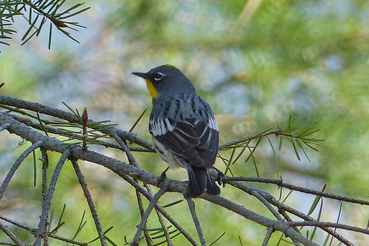 Yellow-rumped Warbler (Audubon's) - ML457106081