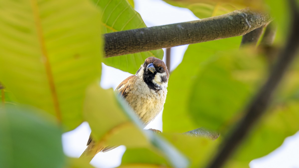 Eurasian Tree Sparrow - Ernest Tong