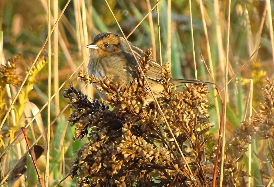 Nelson's Sparrow - Tony Shrimpton