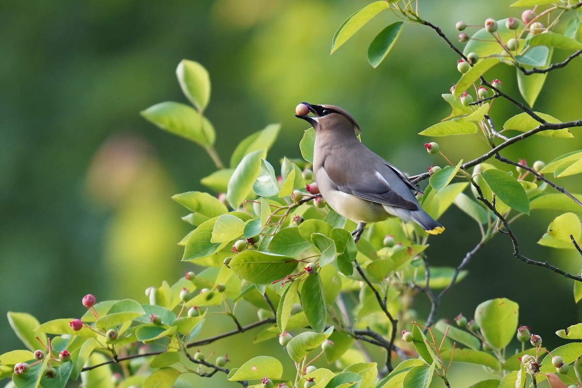 Cedar Waxwing - Bob Yankou