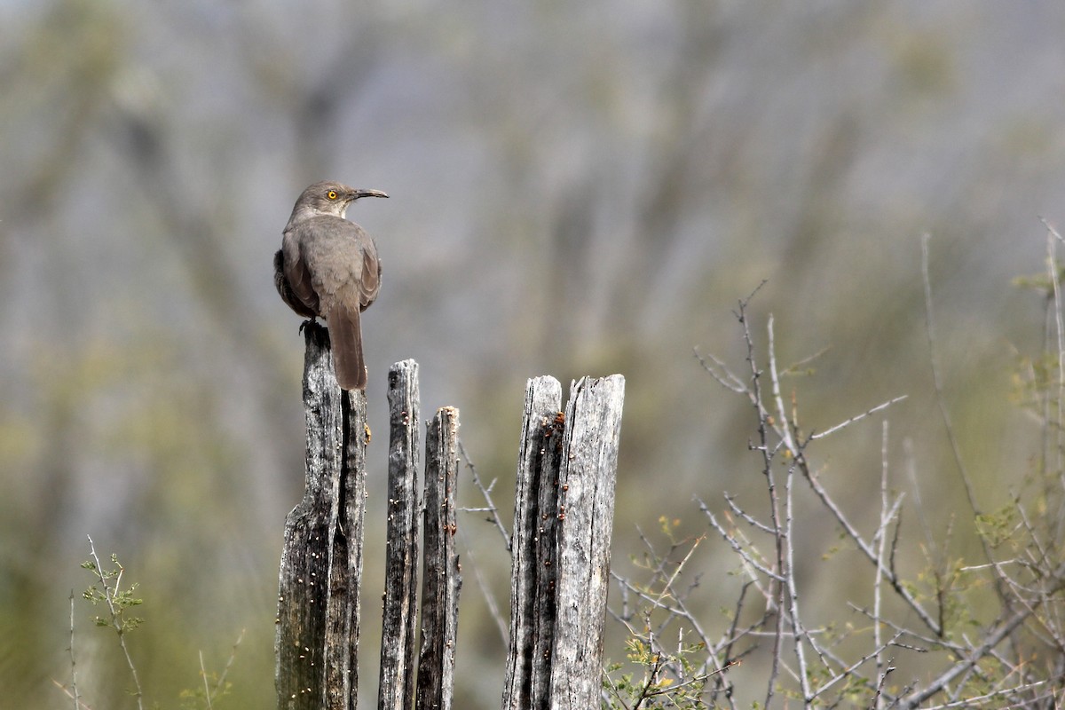 Curve-billed Thrasher (palmeri Group) - Scott Olmstead