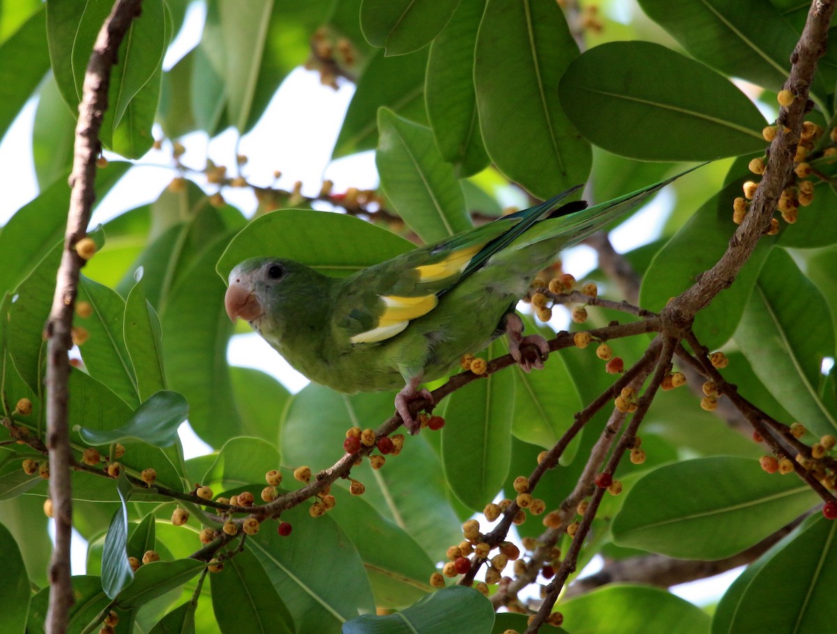 White-winged Parakeet - ML45710731