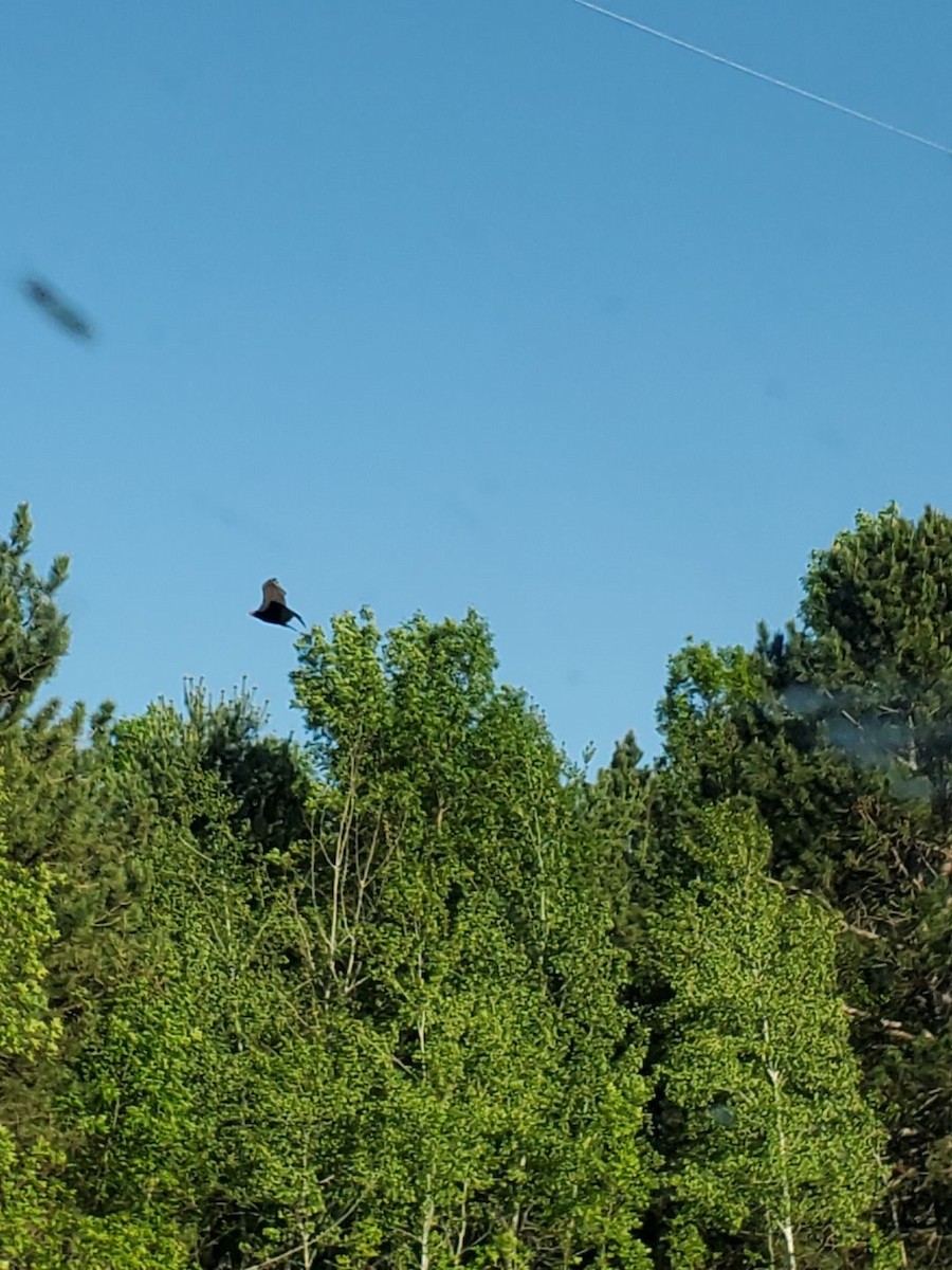 Turkey Vulture - ML457107631