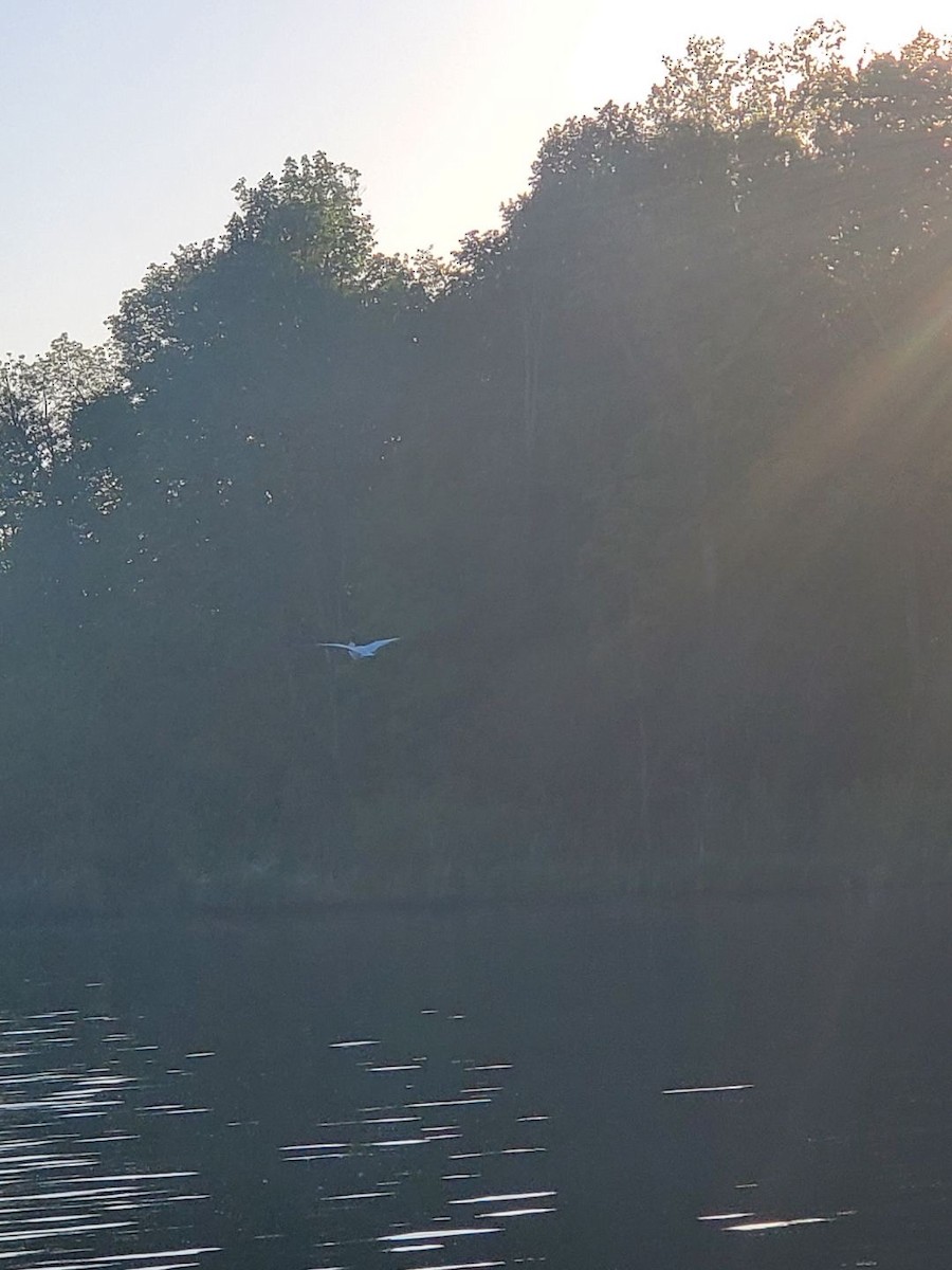 American White Pelican - ML457107711