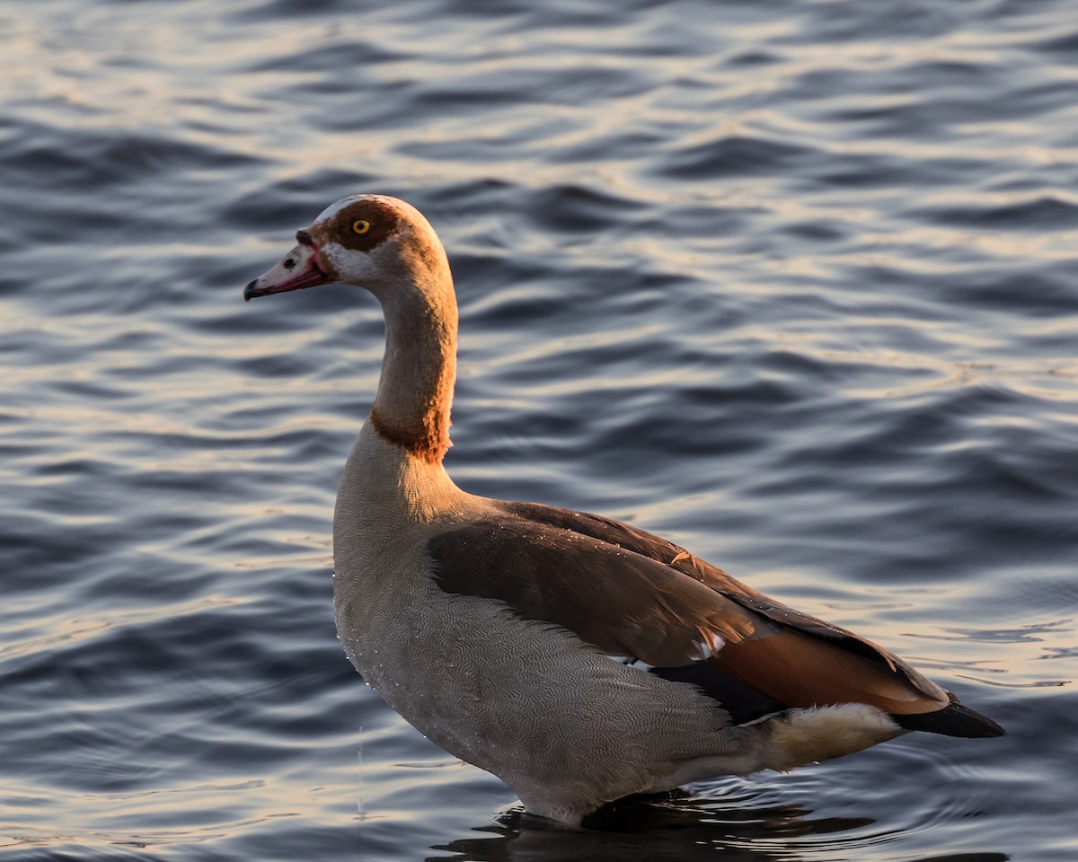 Egyptian Goose - ML45710851