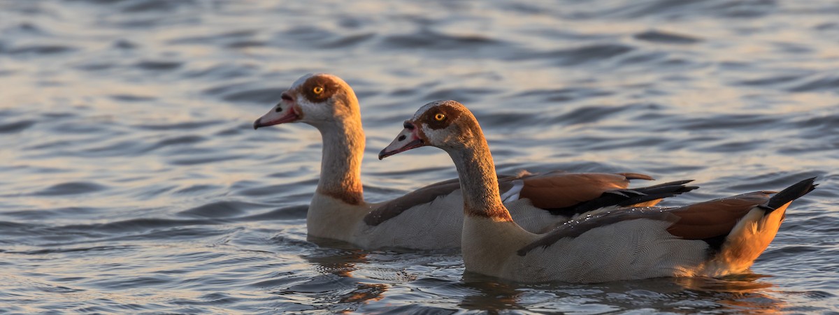 Egyptian Goose - ML45710891