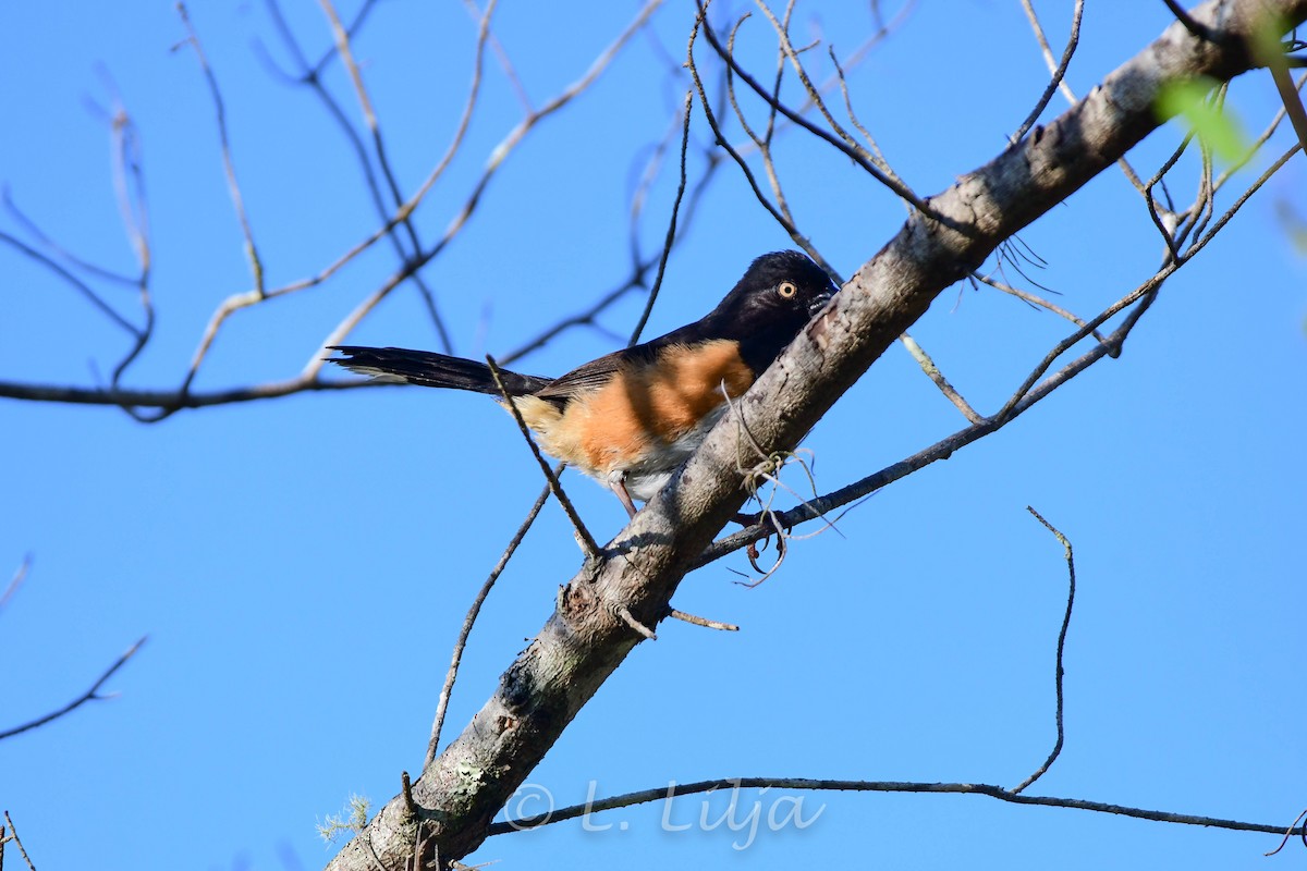 Eastern Towhee - ML457109651