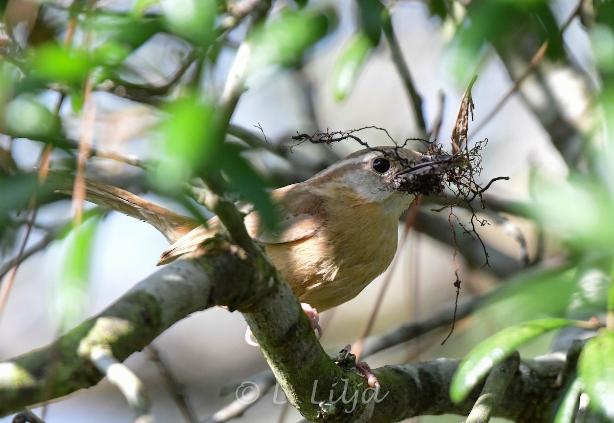 Carolina Wren - ML457109711