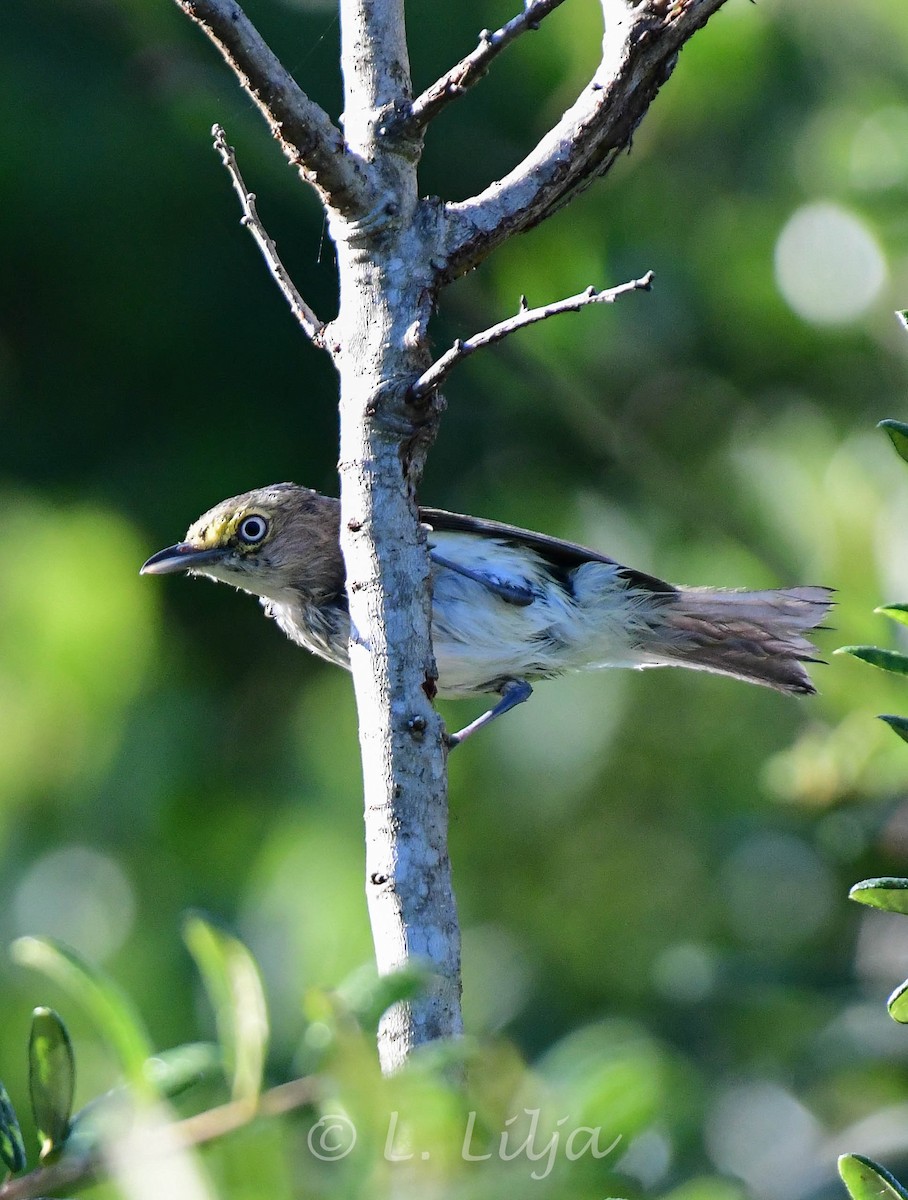 White-eyed Vireo - ML457109771