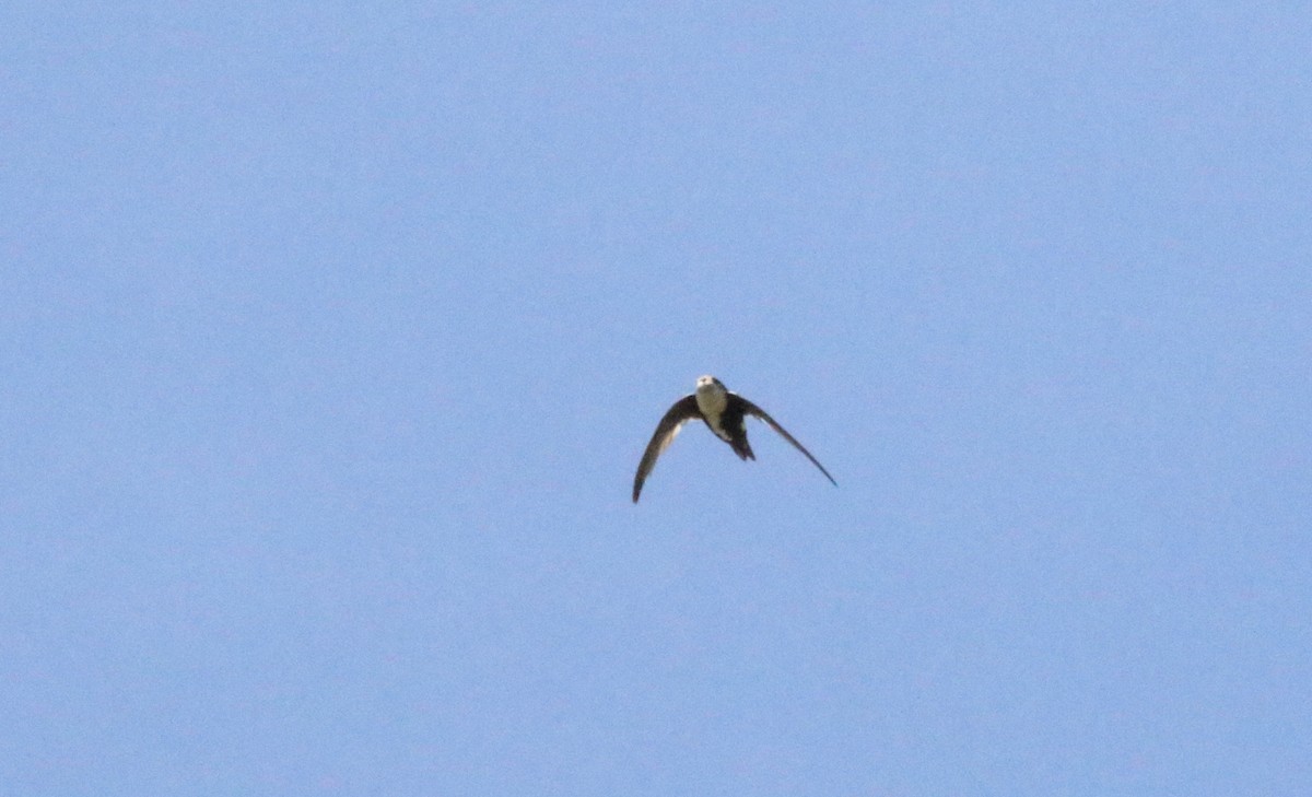 White-throated Swift - ML457110551