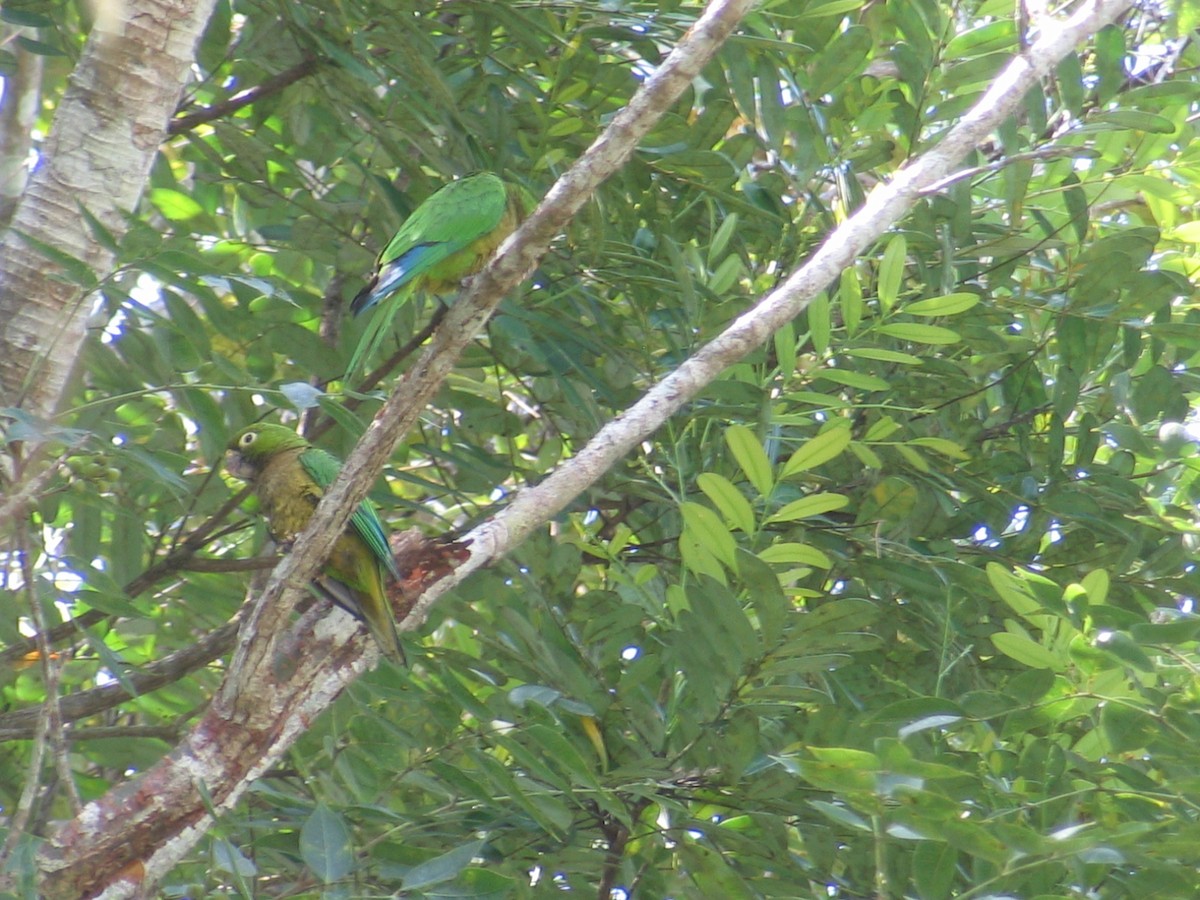 Olive-throated Parakeet - Ryan Candee