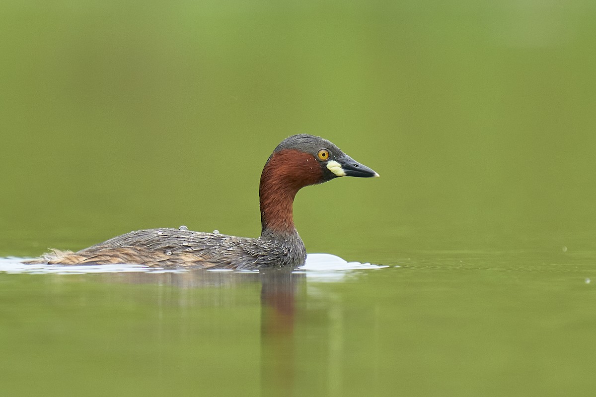 Little Grebe - ML457119101