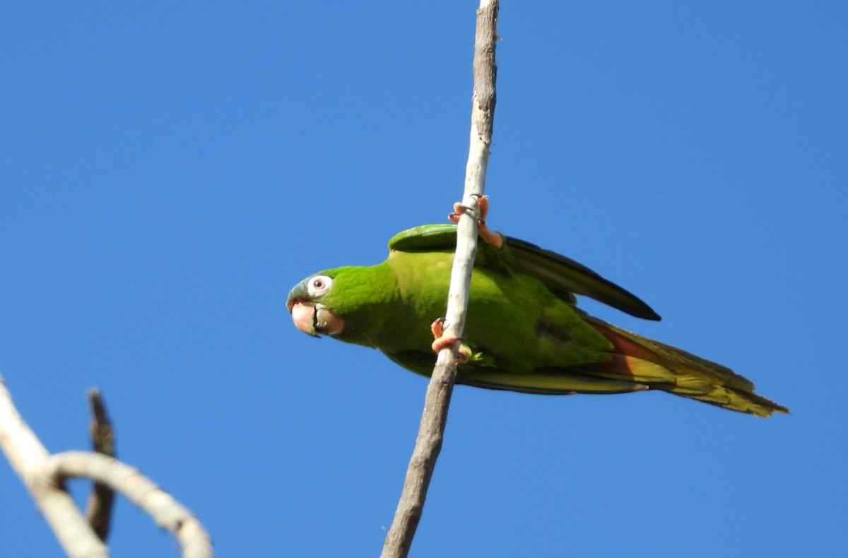 Blue-crowned Parakeet - ML457119651