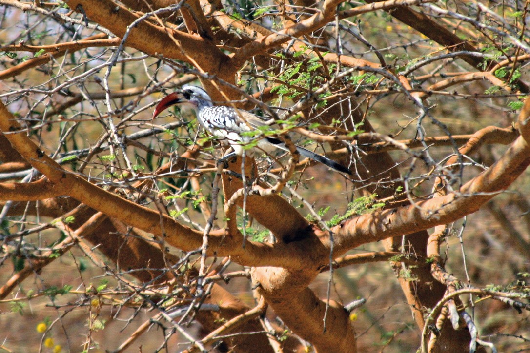 Western Red-billed Hornbill - John Benoit