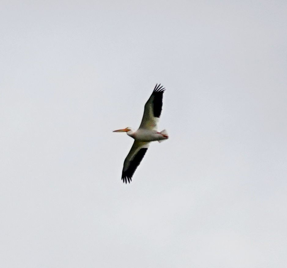 pelikán severoamerický - ML457121601
