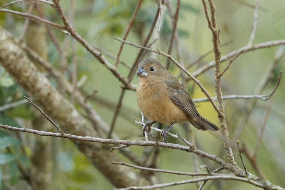 Blackish-blue Seedeater - ML457121711