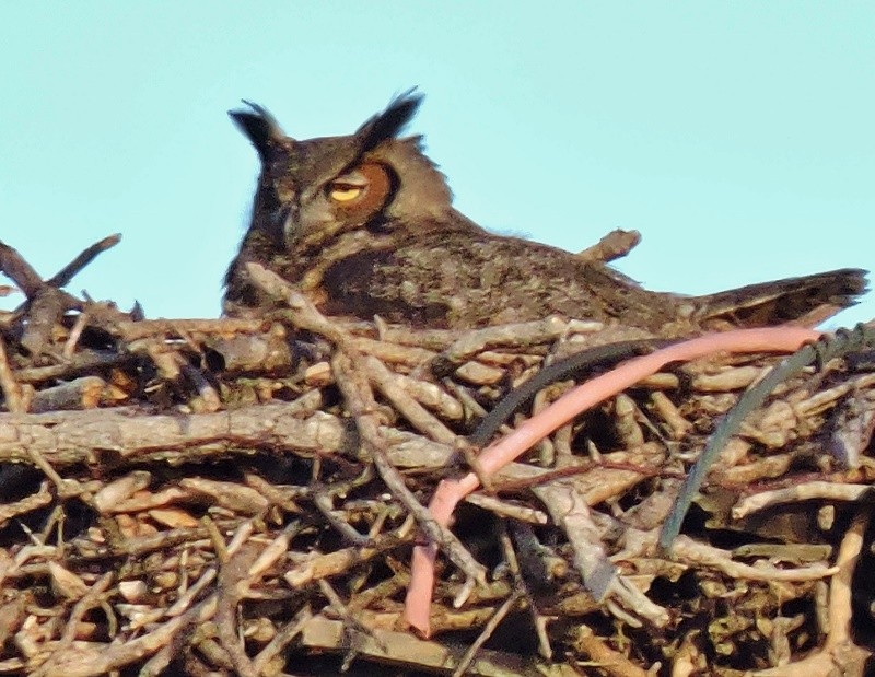 Great Horned Owl - ML45712311