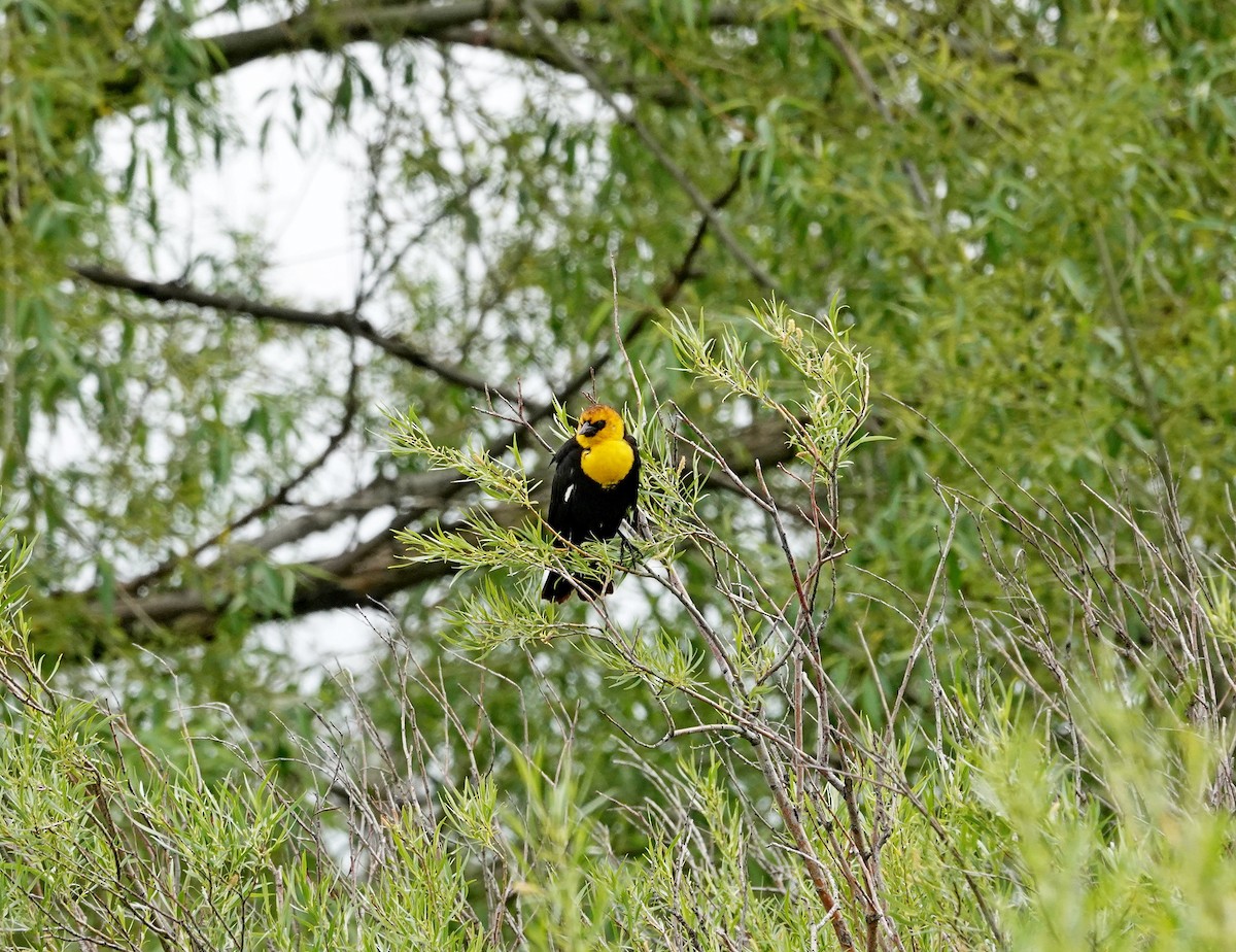 Yellow-headed Blackbird - ML457123961