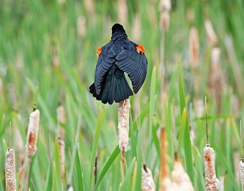 Red-winged Blackbird - ML457124011