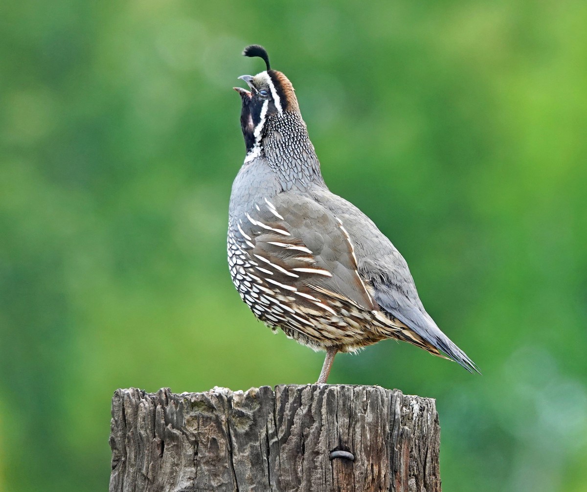 California Quail - ML457124051