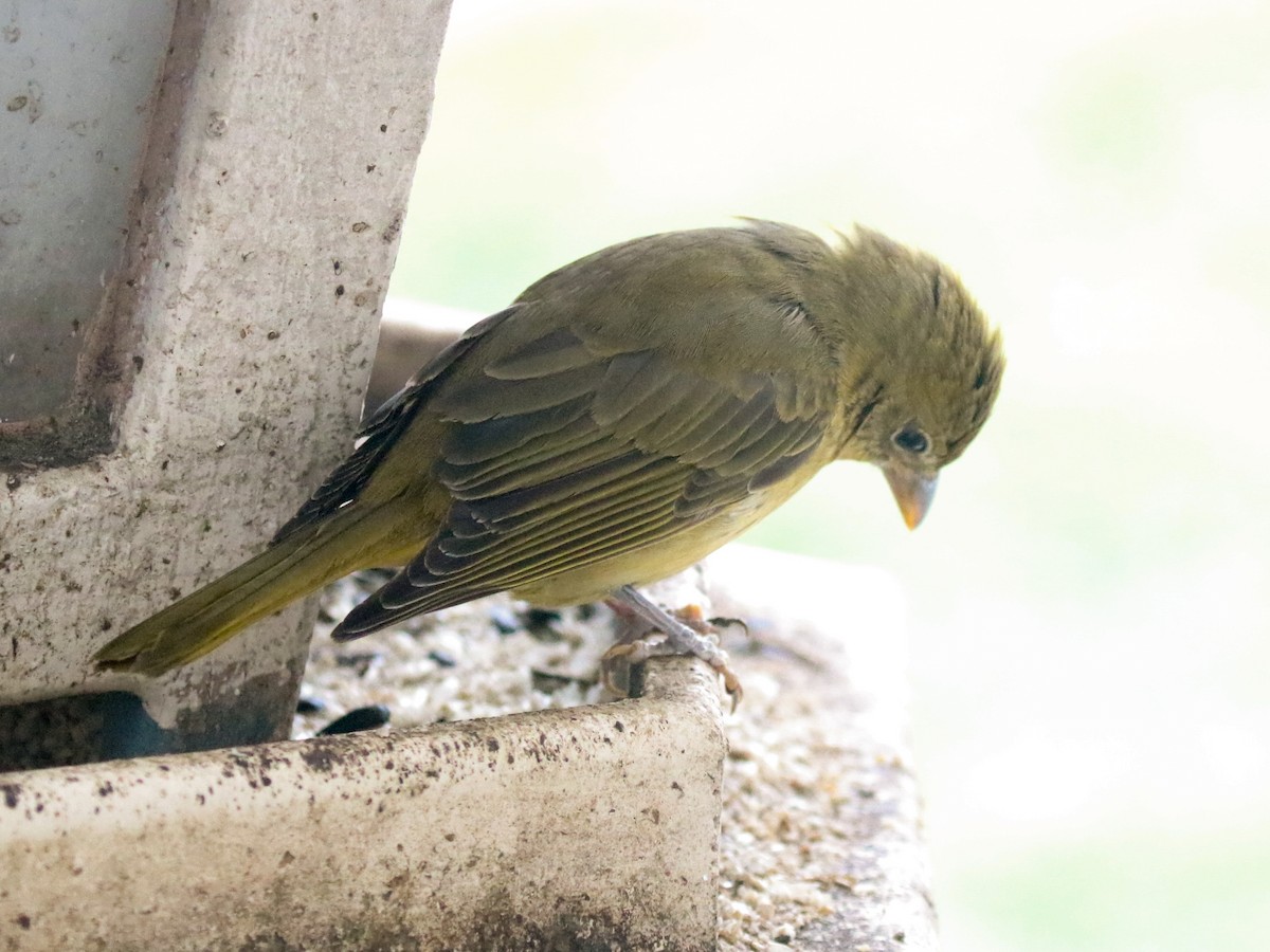 Summer Tanager - ML45712551