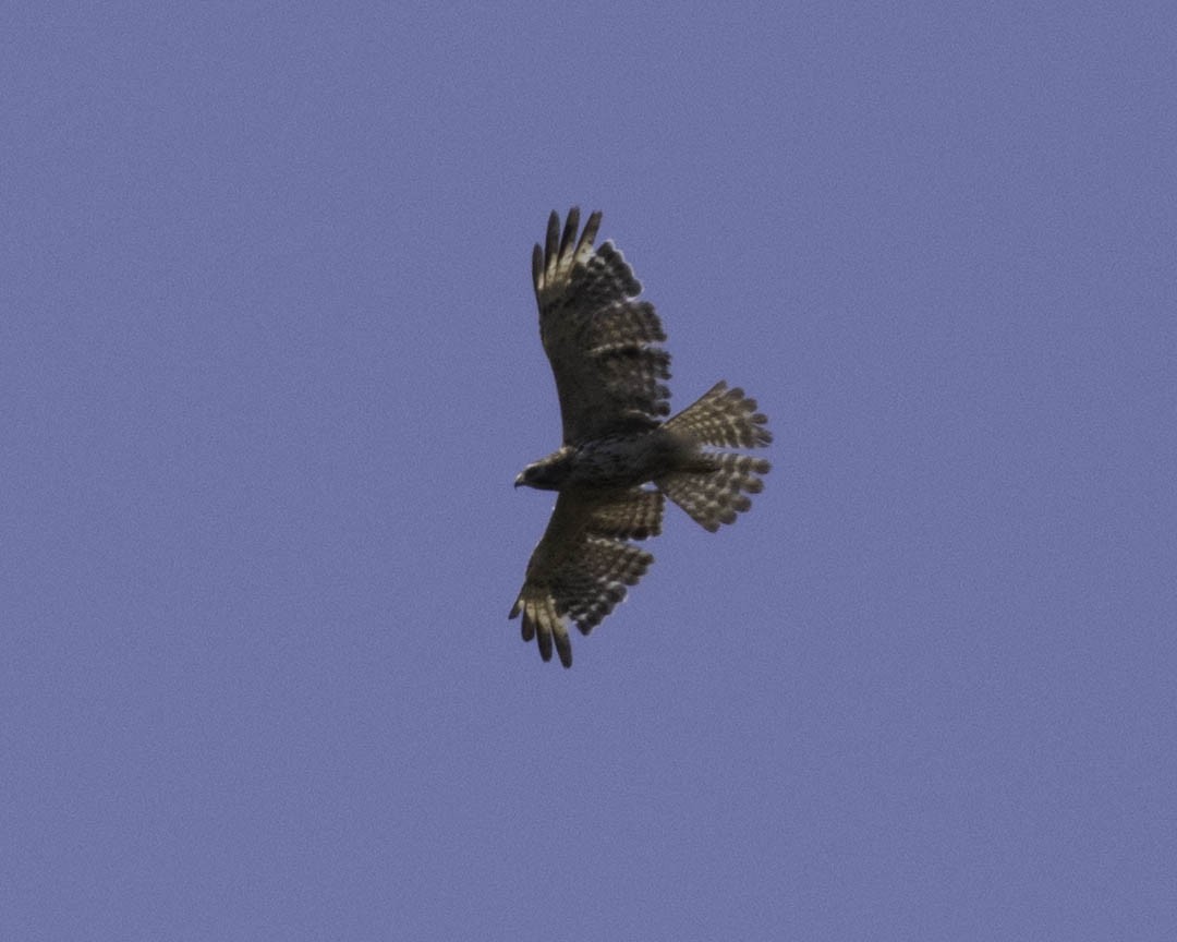 Red-shouldered Hawk - ML457125861