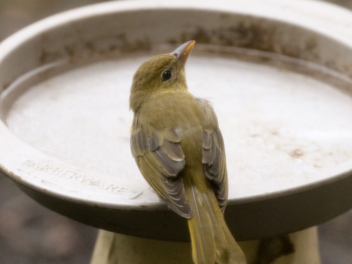 Summer Tanager - ML45712621