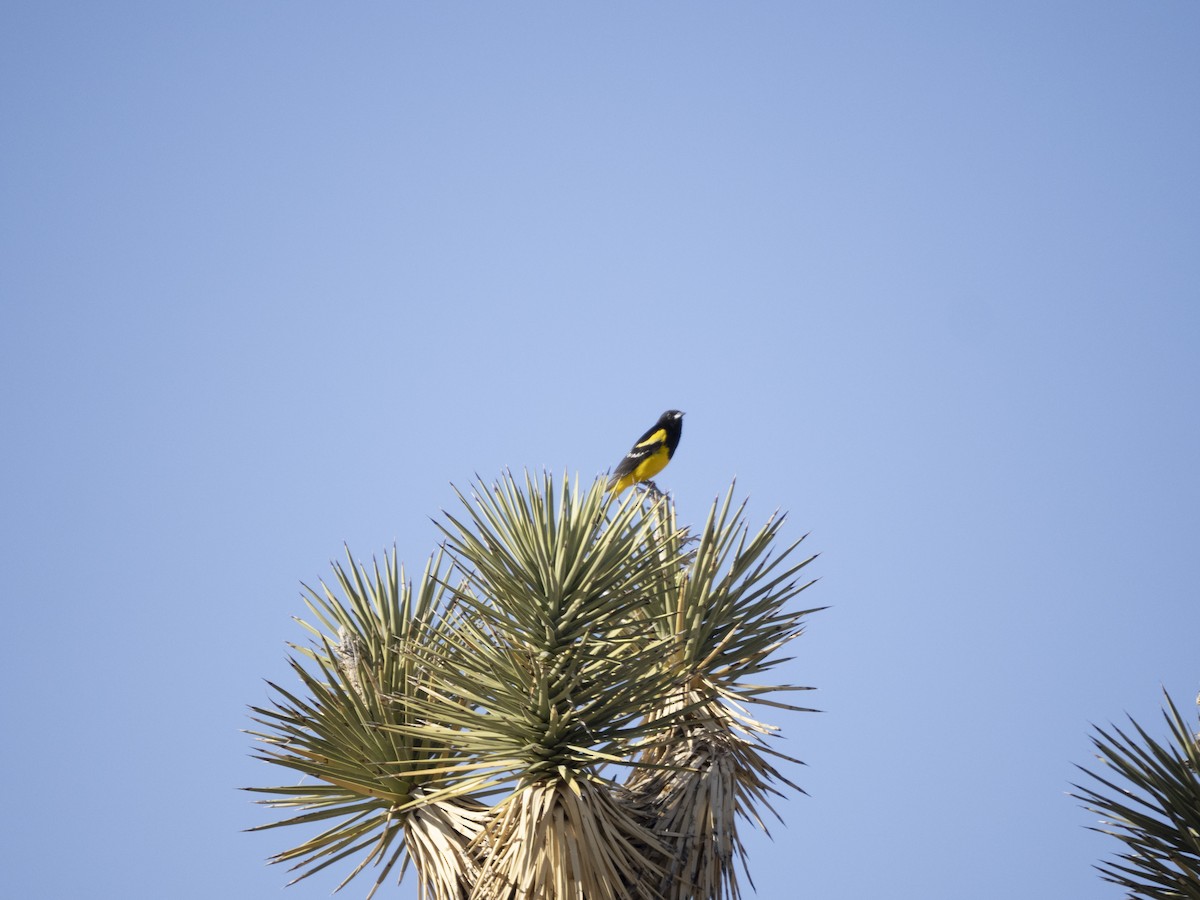 Scott's Oriole - ML457126321