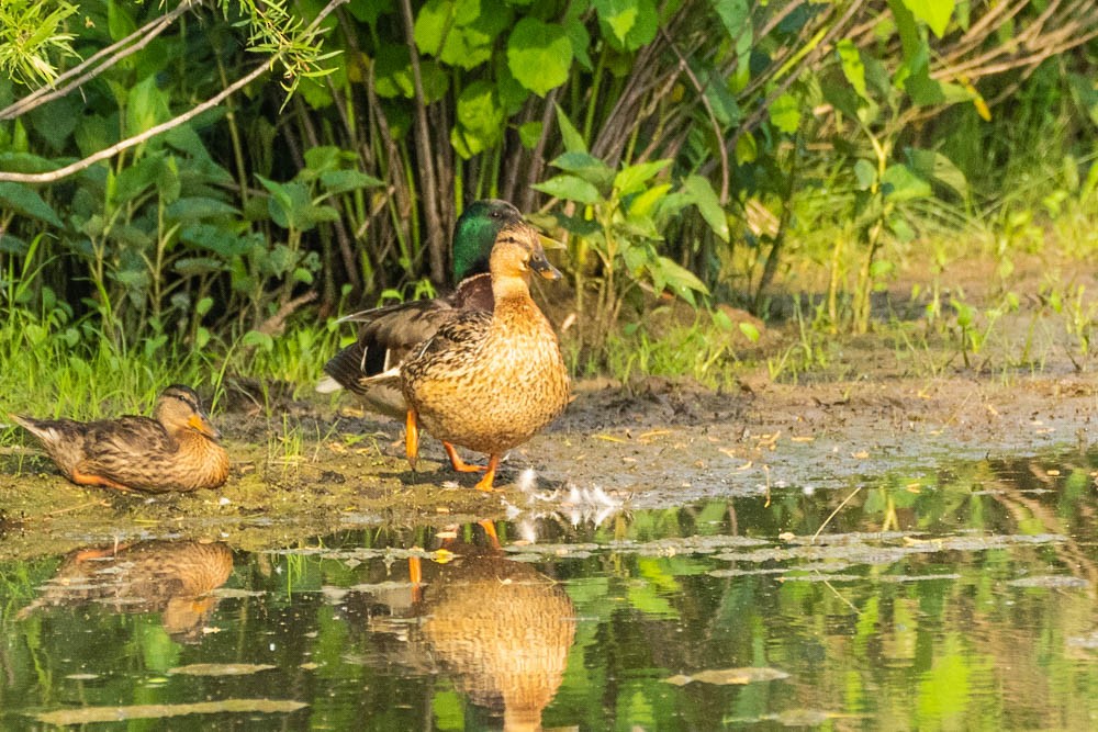 Canard colvert - ML457127241