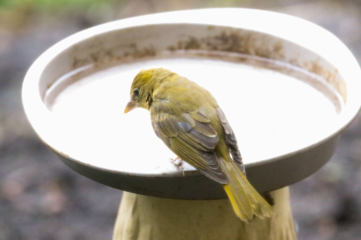 Summer Tanager - ML45712761