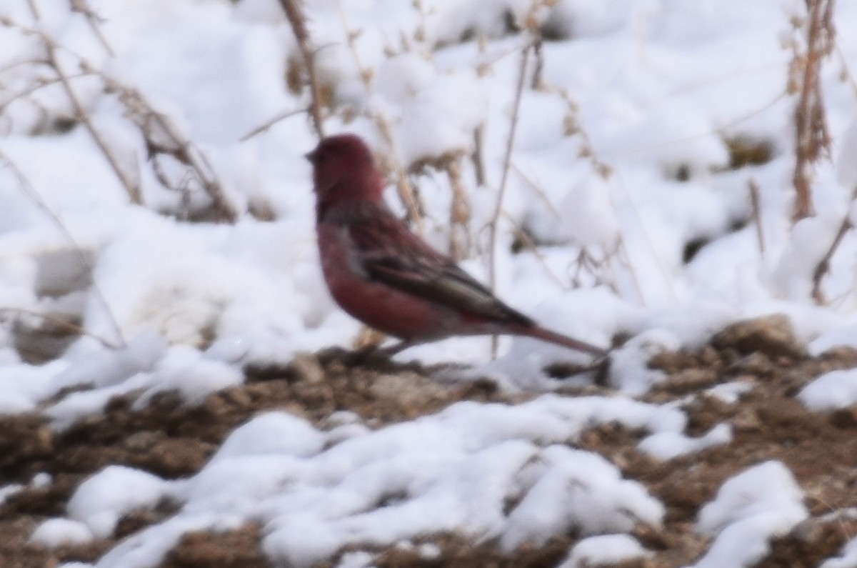 Pallas's Rosefinch - Lorenzo Vinciguerra