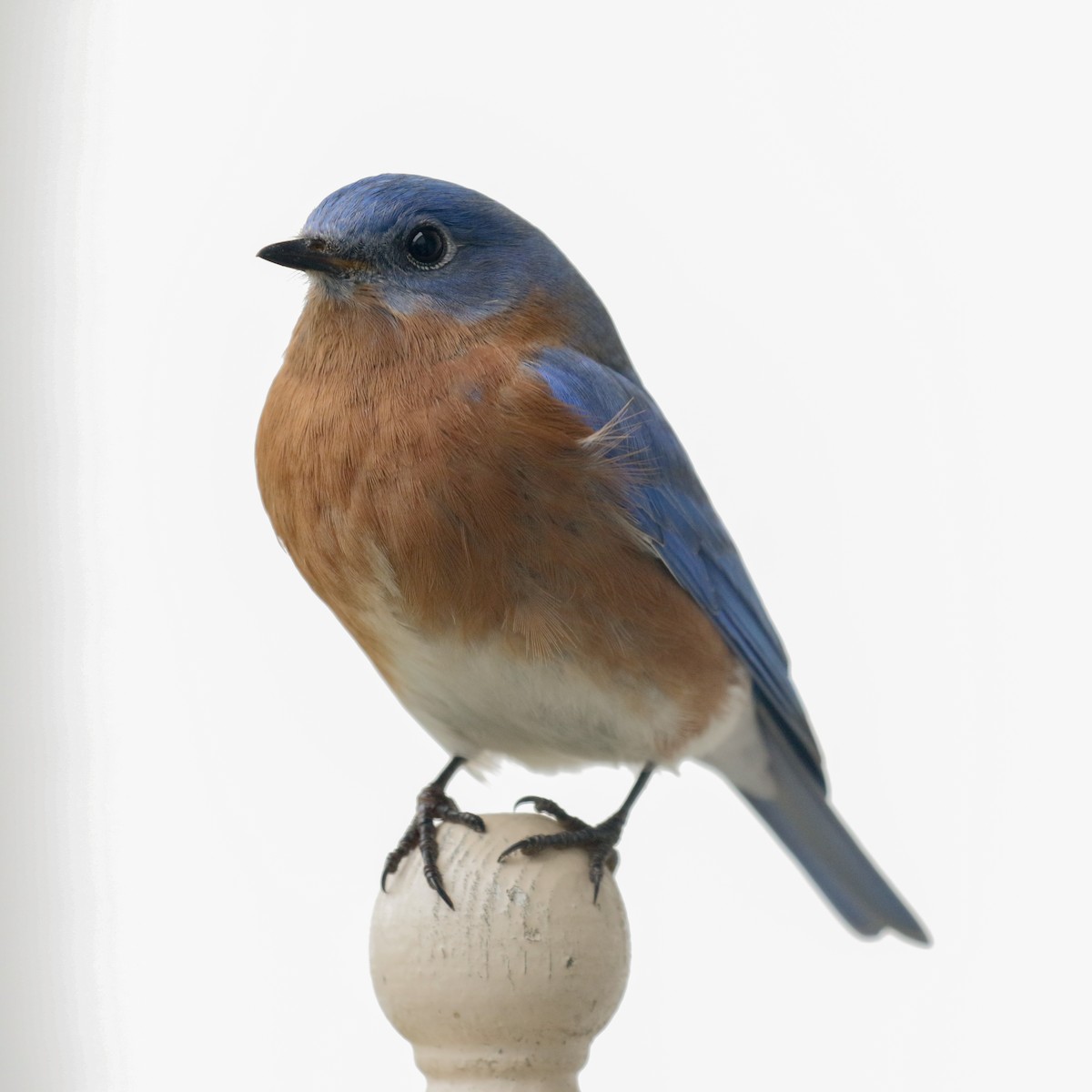 Eastern Bluebird - ML45713101