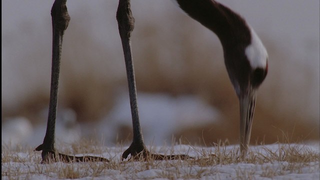 Red-crowned Crane - ML457132