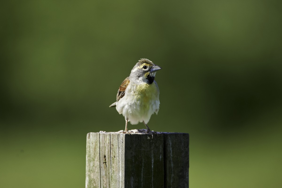 Dickcissel - ML457132071