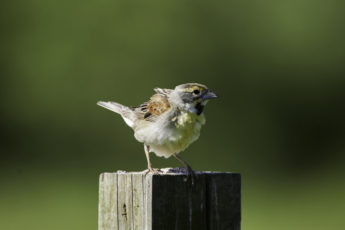 Dickcissel - ML457132081