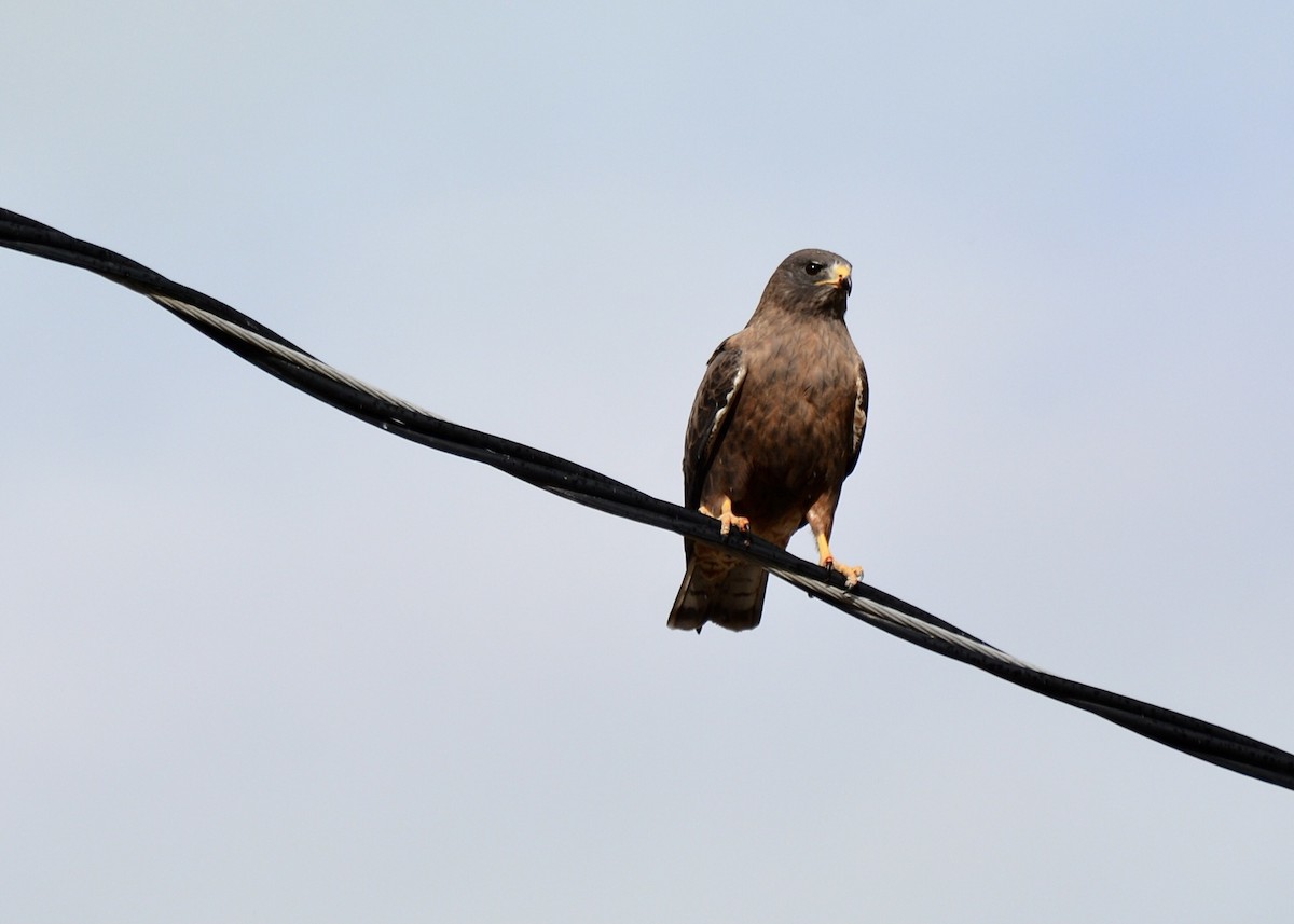 Swainson's Hawk - Anonymous