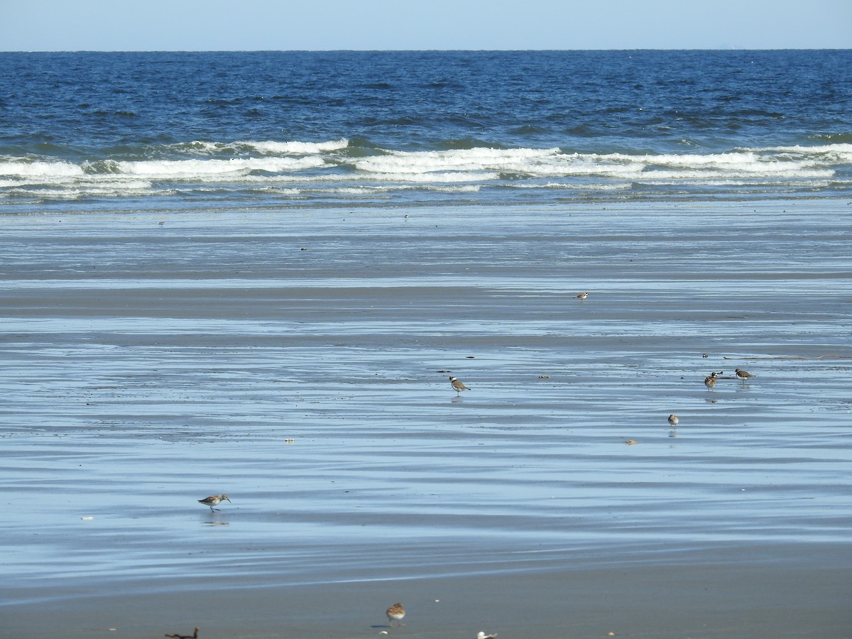 Semipalmated Plover - ML457133011