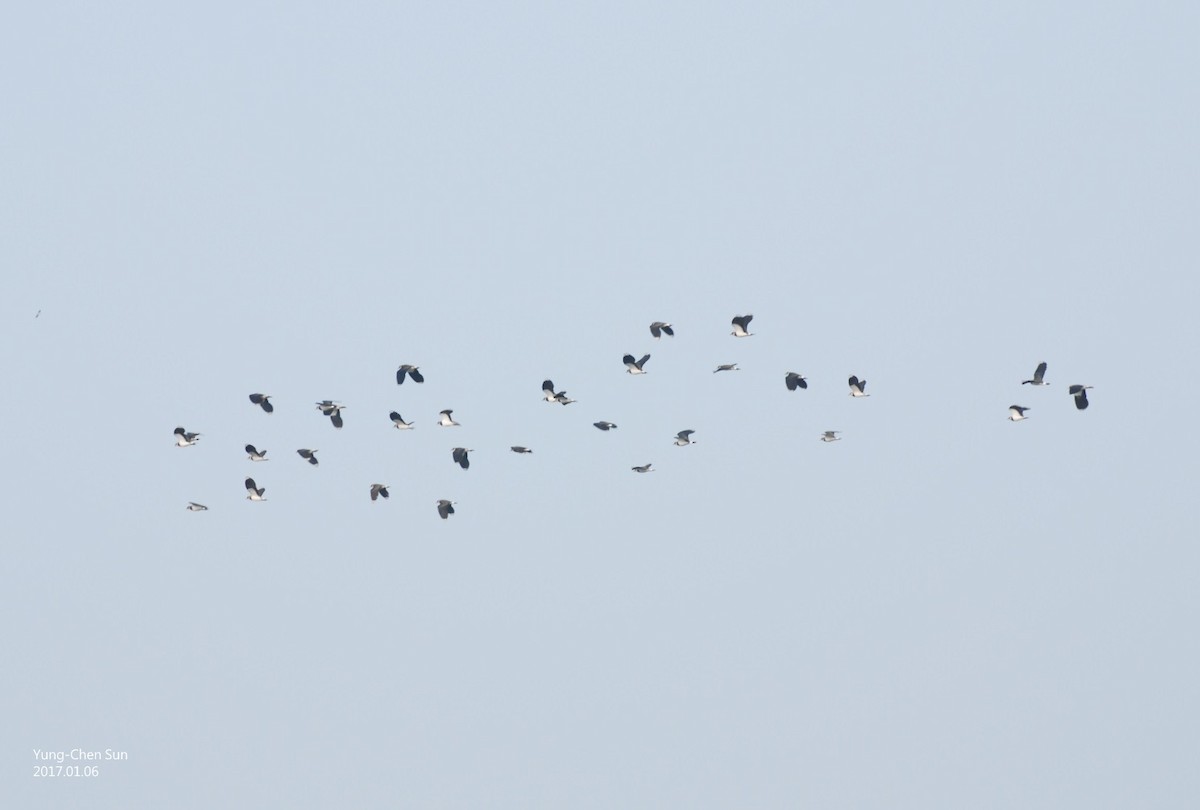 Northern Lapwing - ML45713411