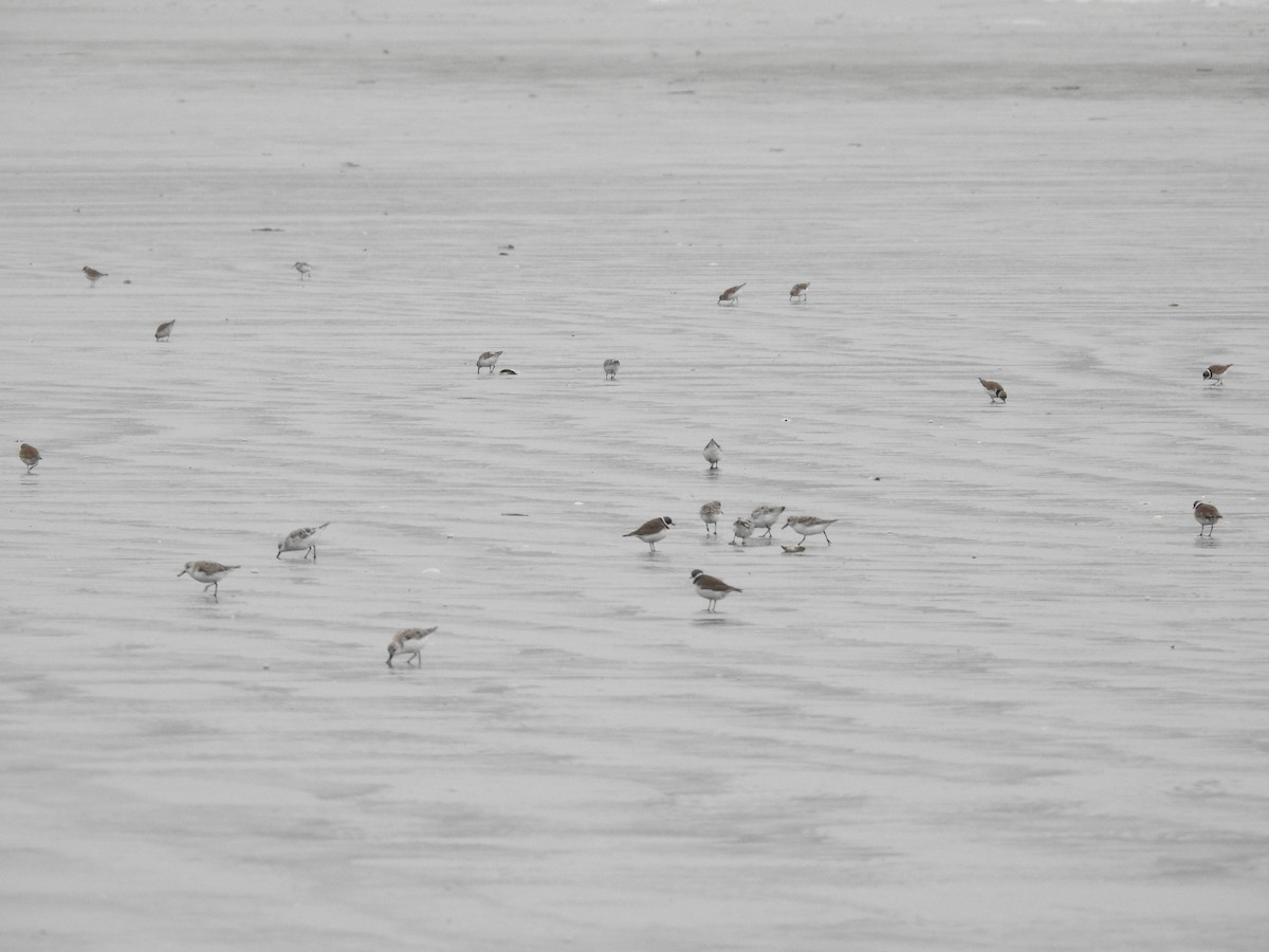 Sanderling - ML457134211