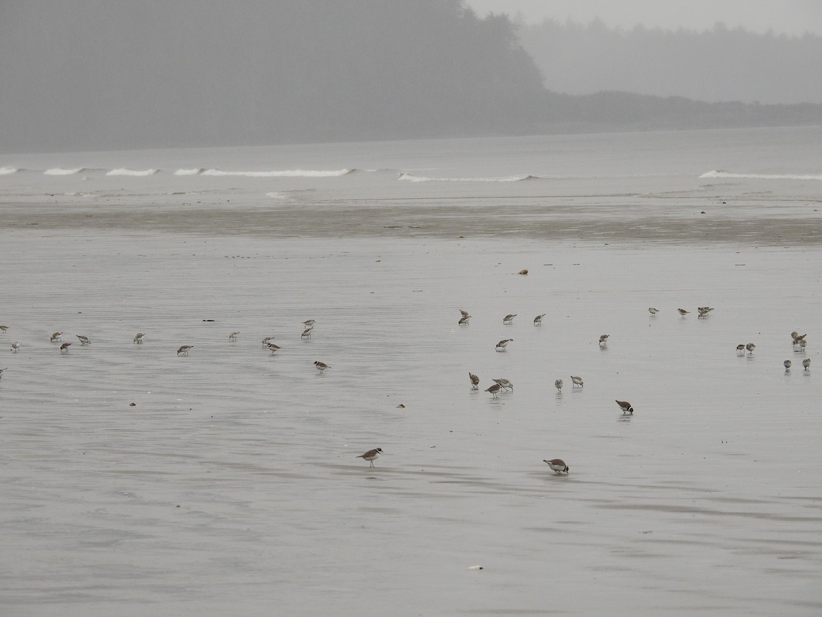 Sanderling - ML457134321