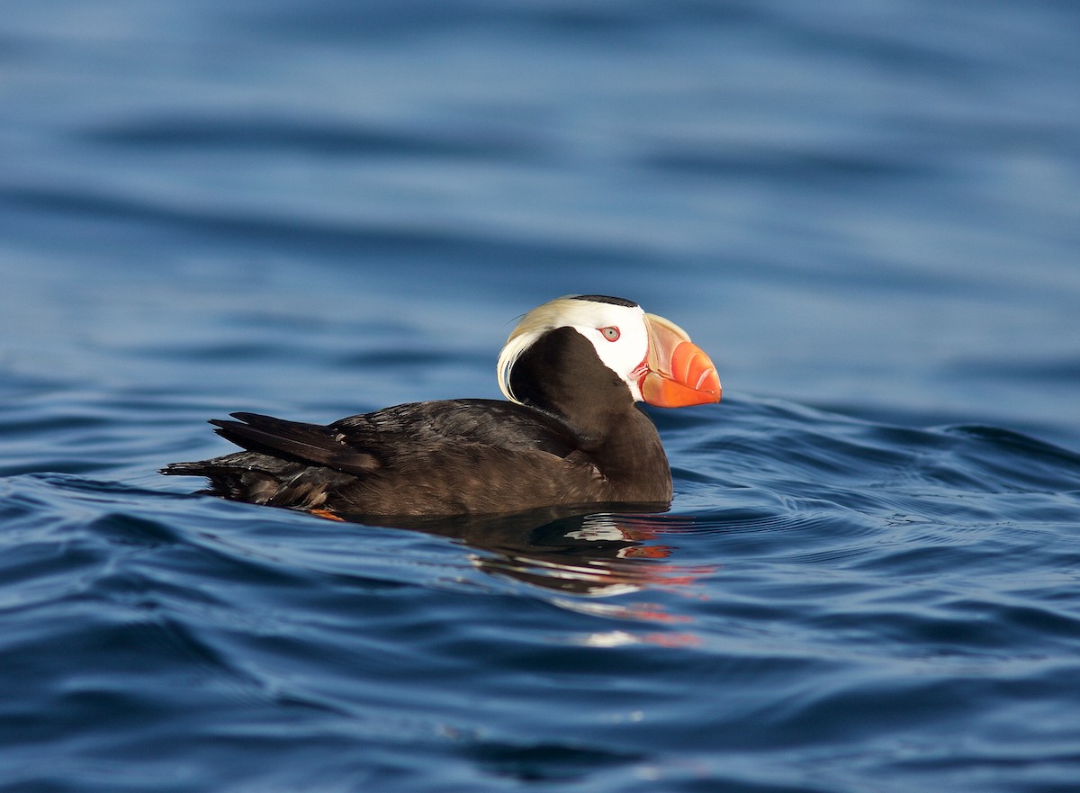 Tufted Puffin - Matt Brady