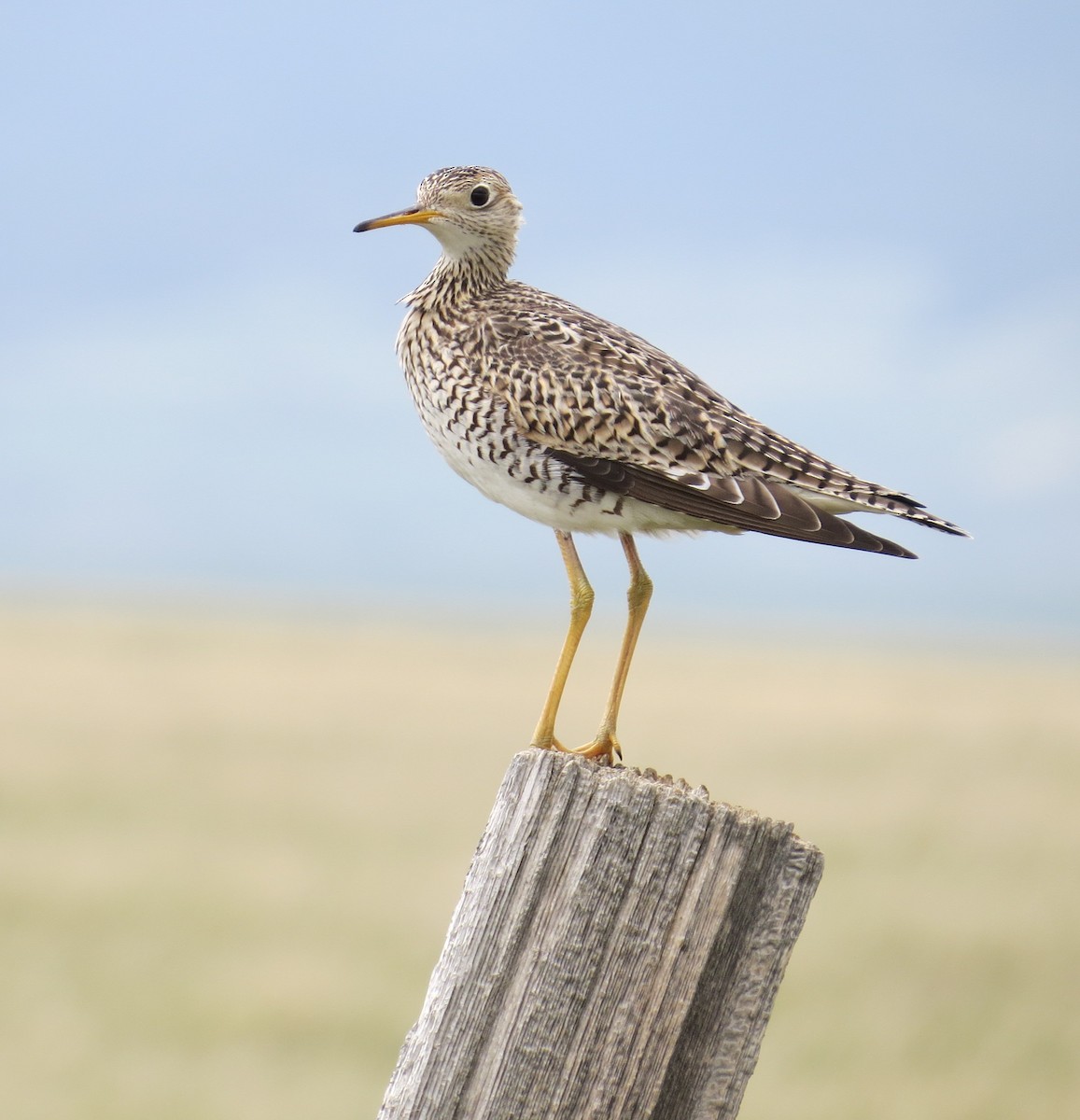 Upland Sandpiper - ML457136141