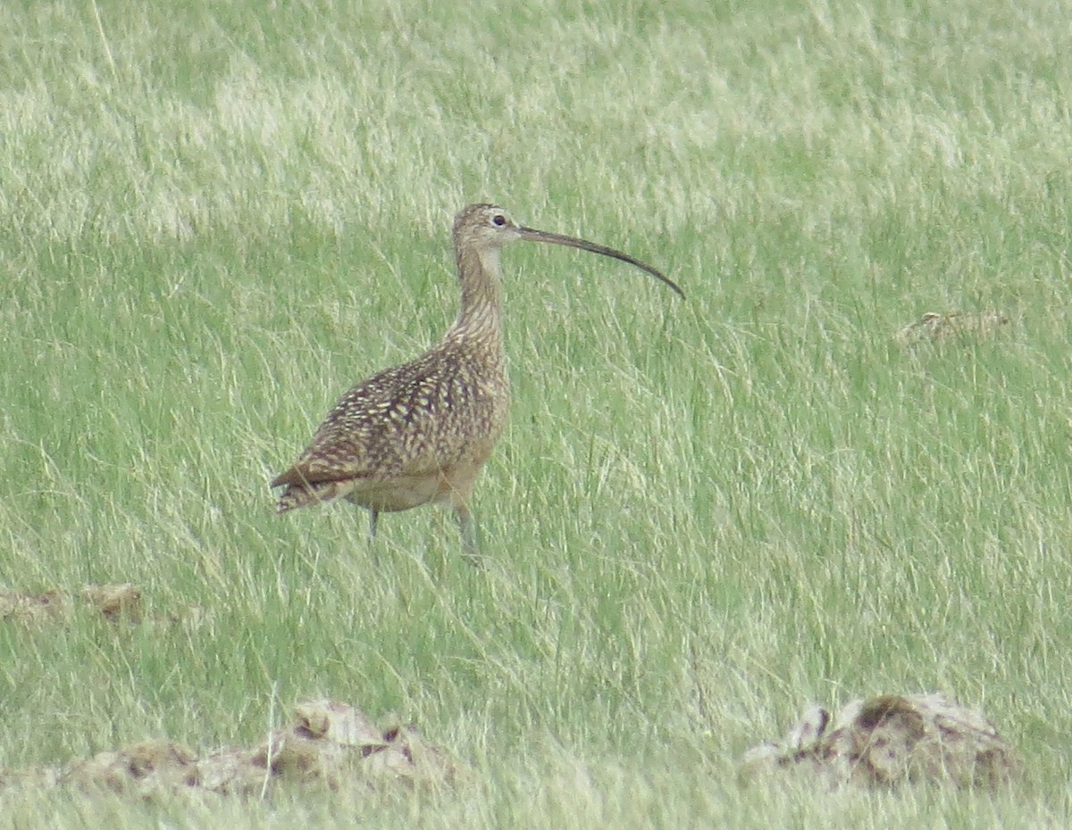 Long-billed Curlew - ML457136201