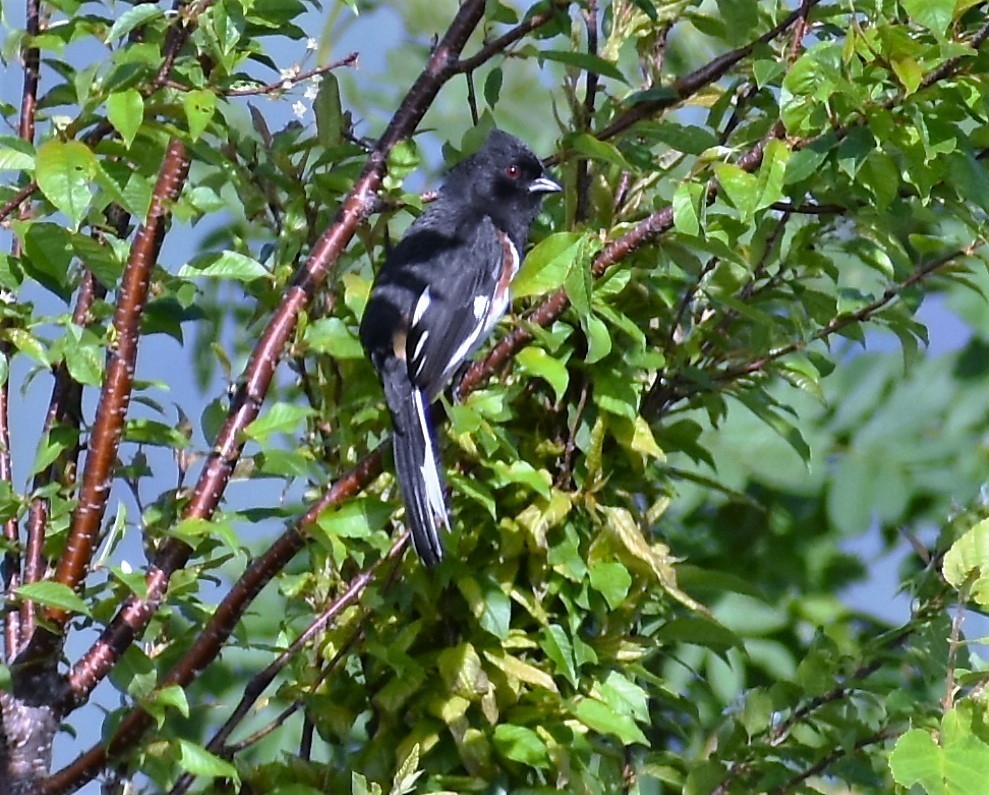 Eastern Towhee - ML457136471