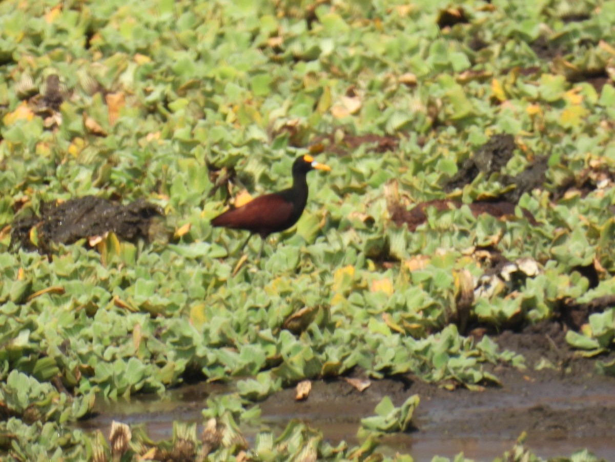 Northern Jacana - ML457137111