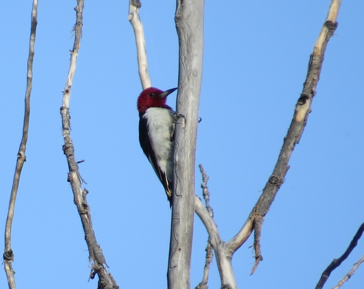 Red-headed Woodpecker - ML457137411