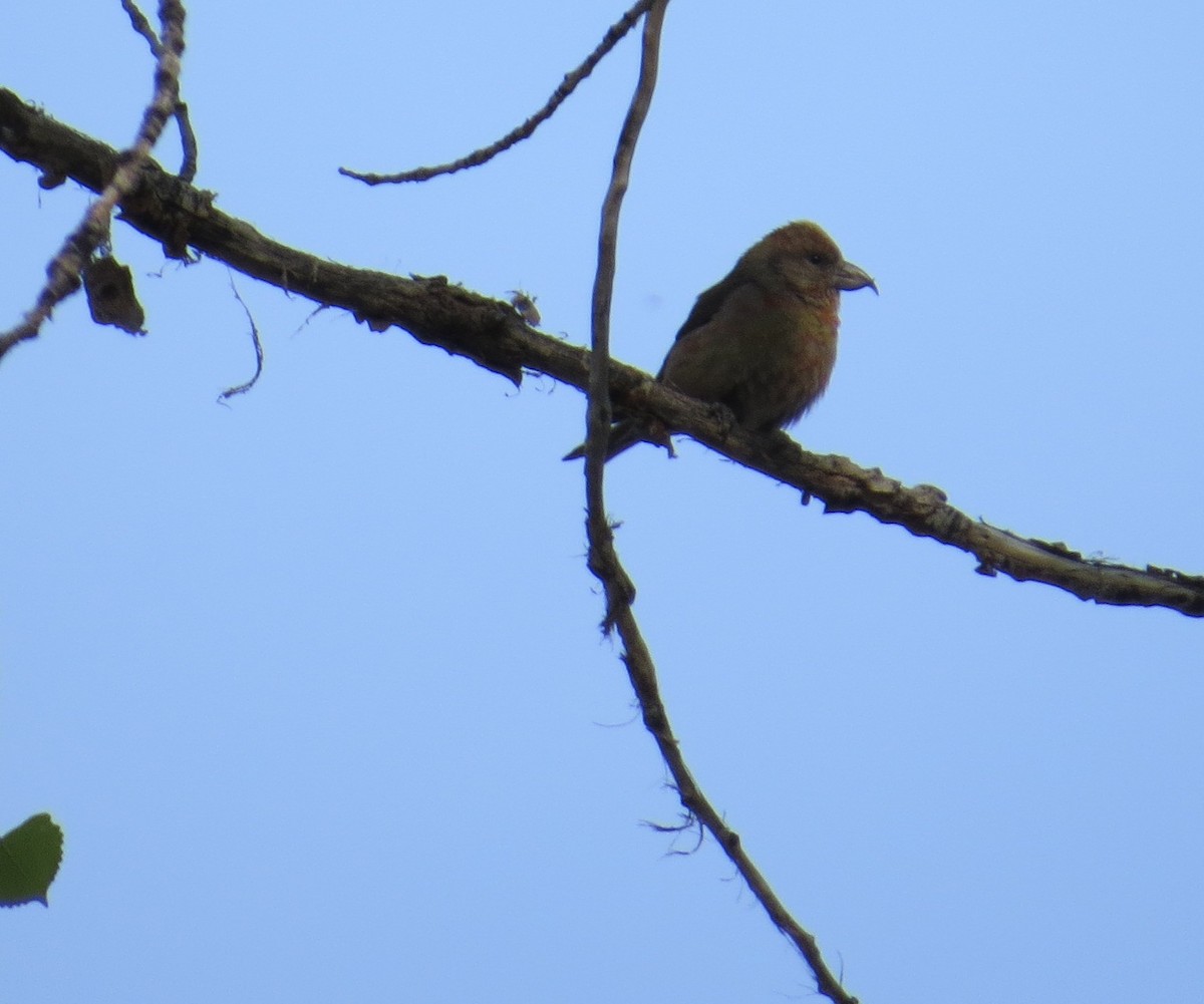 Red Crossbill - ML457137731