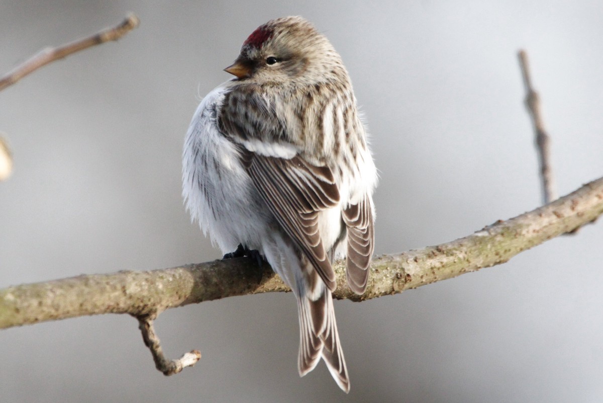 Acanthis/Spinus sp. - Tammie Rogers